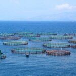 jaulas de salmones en Chile