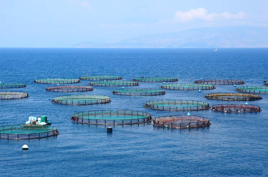 jaulas de salmones en Chile